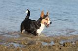 CORGI CARDIGAN 083